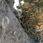 How to Plan Your First Tanzania Safari