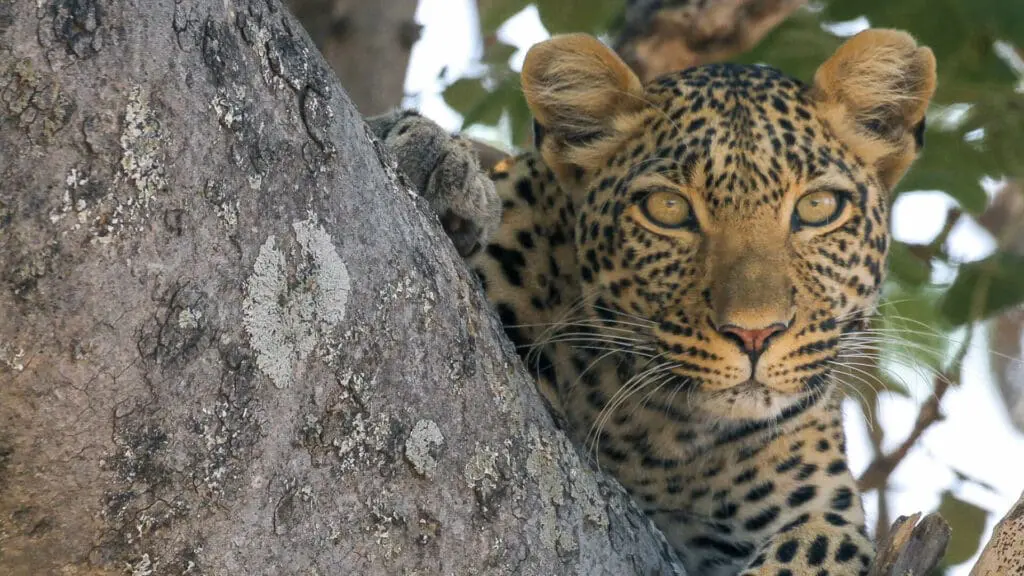 How to Plan Your First Tanzania Safari